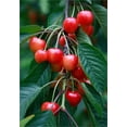 Garden Plant Seeds Fruit Tree Seeds Cherry Tree Seeds 20+ Fresh Rainier