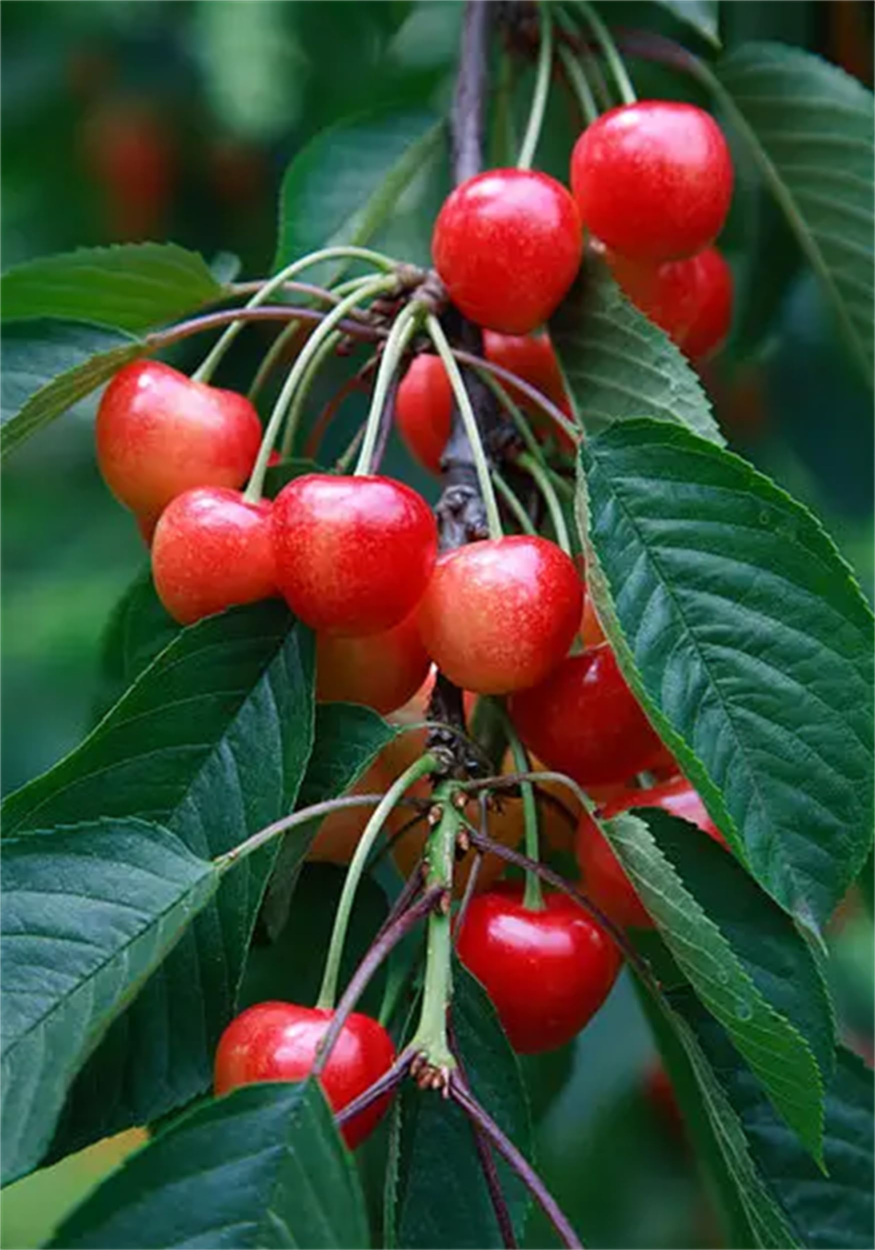 Garden Plant Seeds Fruit Tree Seeds Cherry Tree Seeds 20+ Fresh Rainier