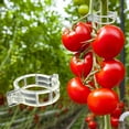 thumbnail image 1 of Garden Plant Support Clips, Tomato Clips, Plant Ties, Trellis Clips, For Tomato Cucumber Flower Squash Vine/100 PCS/Green, 1 of 8