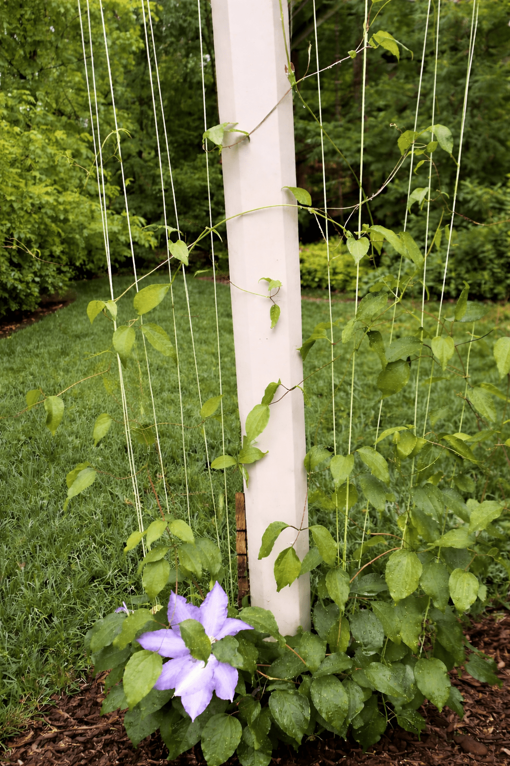 Garden Plant Trellis Rope Vertical Vine Guide Line System Coated ...