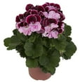 Garden Plants Flower Seeds MMF7 20+ Pink Red Geranium Seeds Perennial