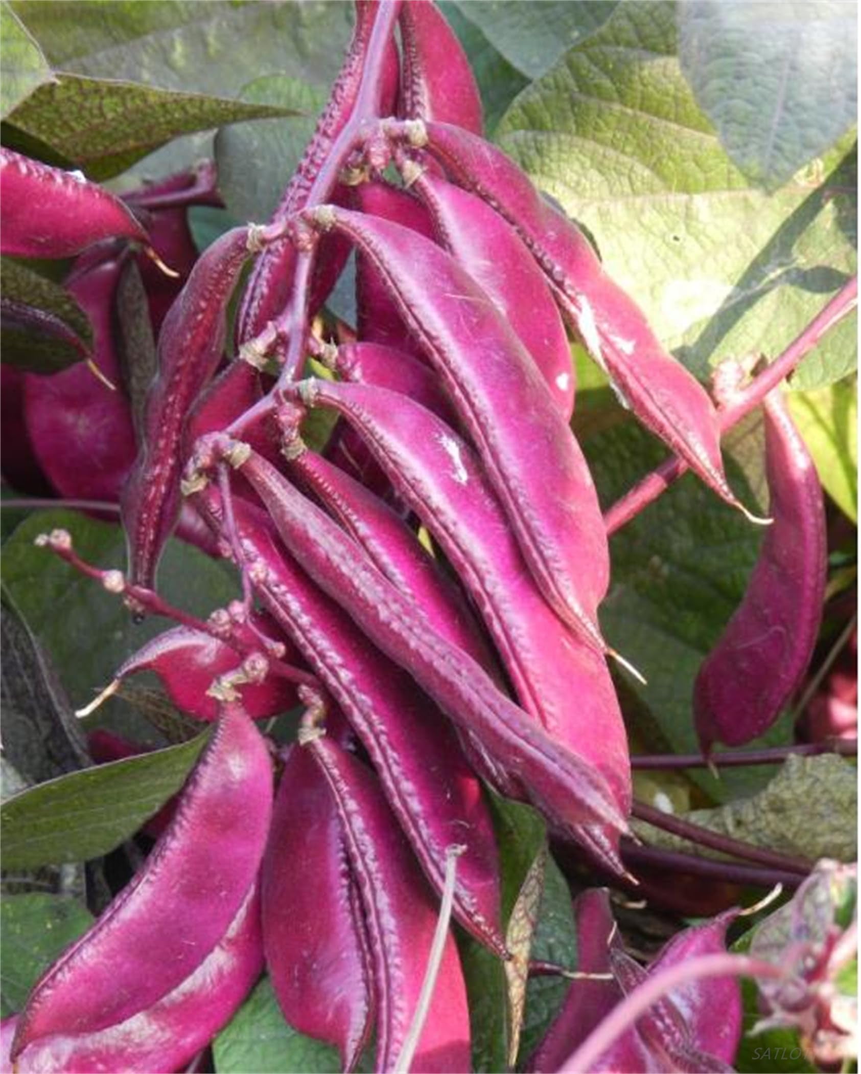 Garden Plants Seeds 10G MMF7 Seeds of Hyacinth Bean Seeds Hatch Private