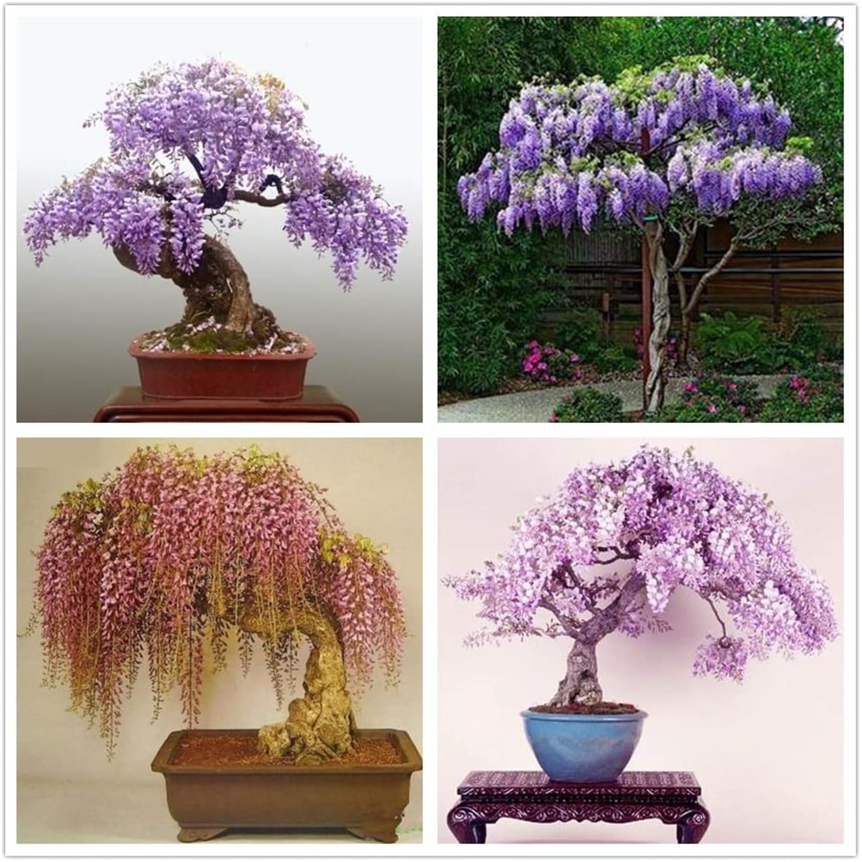 Garden Plants Seeds Bonsai OIF8 Tree 20+ Wisteria Tree Seeds Highly