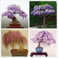Garden Plants Seeds Bonsai OIF8 Tree 20+ Wisteria Tree Seeds Highly