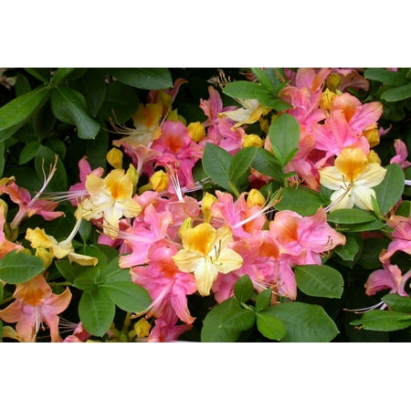 Garden Rainbow Deciduous Azalea Plant - 4" Pot