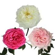 Garden Rose Special Wedding Pack 36 Stems of Pink and White Farm Direct Fresh Cut Flowers by Bloomingmore