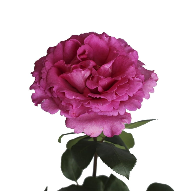 Bloomingmore Fresh Cut Flowers, 36 Count, 16 in Bucket, Pink Roses 