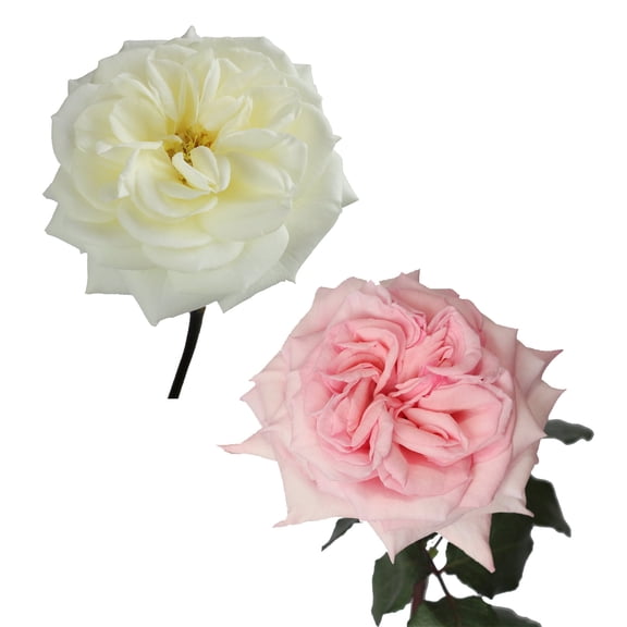 Garden Roses 36 Stems of White & Pink Farm Direct Fresh Cut Flowers by Bloomingmore