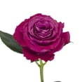 thumbnail image 1 of Garden Roses Precious Moments - 36 Stems - Dark Lavender - Farm Direct Fresh Cut Flowers - by Bloomingmore, 1 of 10