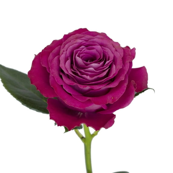 Garden Roses Precious Moments - 36 Stems - Dark Lavender - Farm Direct Fresh Cut Flowers - by Bloomingmore