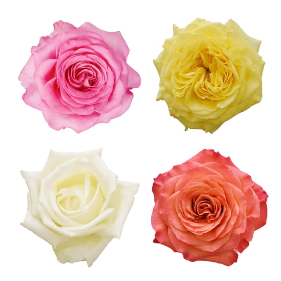 Garden Roses Rainbow 36 Stems of Farmers Choice Choosen from Pink, Yellow, White, Orange Farm Direct Fresh Cut Flowers by Bloomingmore