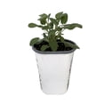 thumbnail image 1 of Garden Sage - Kitchen Sage - Salvia officinalis - 4.33" Pot, 1 of 4