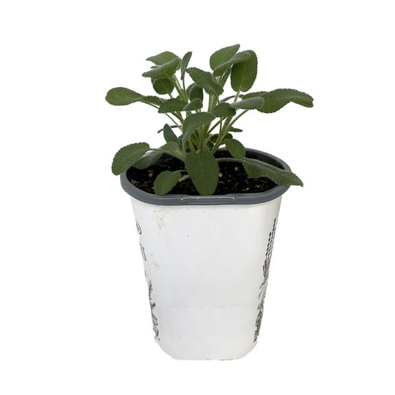 Garden Sage - Kitchen Sage - Salvia officinalis - 4.33" Pot