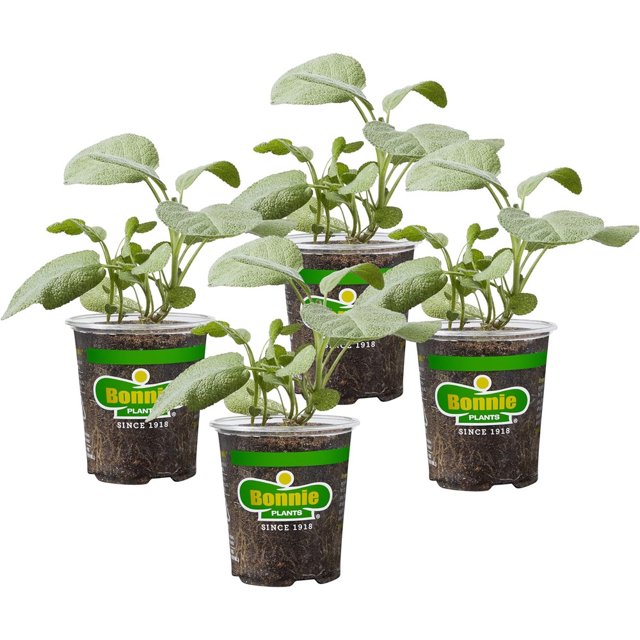 Garden Sage Live Herb Plants 4 Pack, Easy to Grow, NonGmo, Perennial