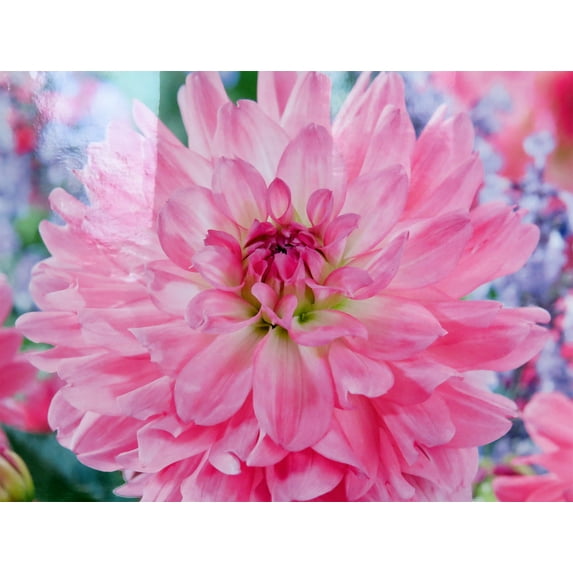 Garden Sensation Dahlia - Decorative Flower - 2 bulbs