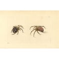 thumbnail image 1 of Garden Spider, Araneus Diadematus Poster Print By ® Florilegius Mary Evans (36 X 24), 1 of 3