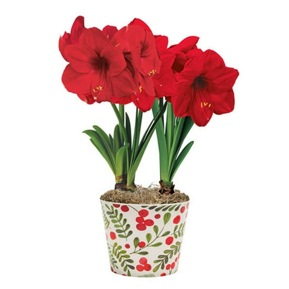 Garden Stakes, Elegance Decoration, Perfect for Borders, Amaryllis-Bulbs For Planting - Garden