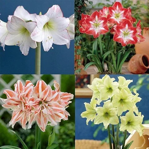 Garden Stakes Perfect for Borders, Amaryllis-Bulbs For Planting - Garden Elegance Decoration -