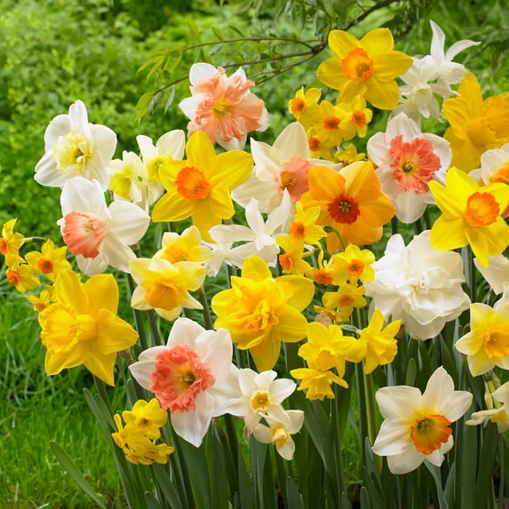 Garden State Bulb All-In-One Mixed Daffodil Flower Bulbs, 12/14cm (Bag of 250)