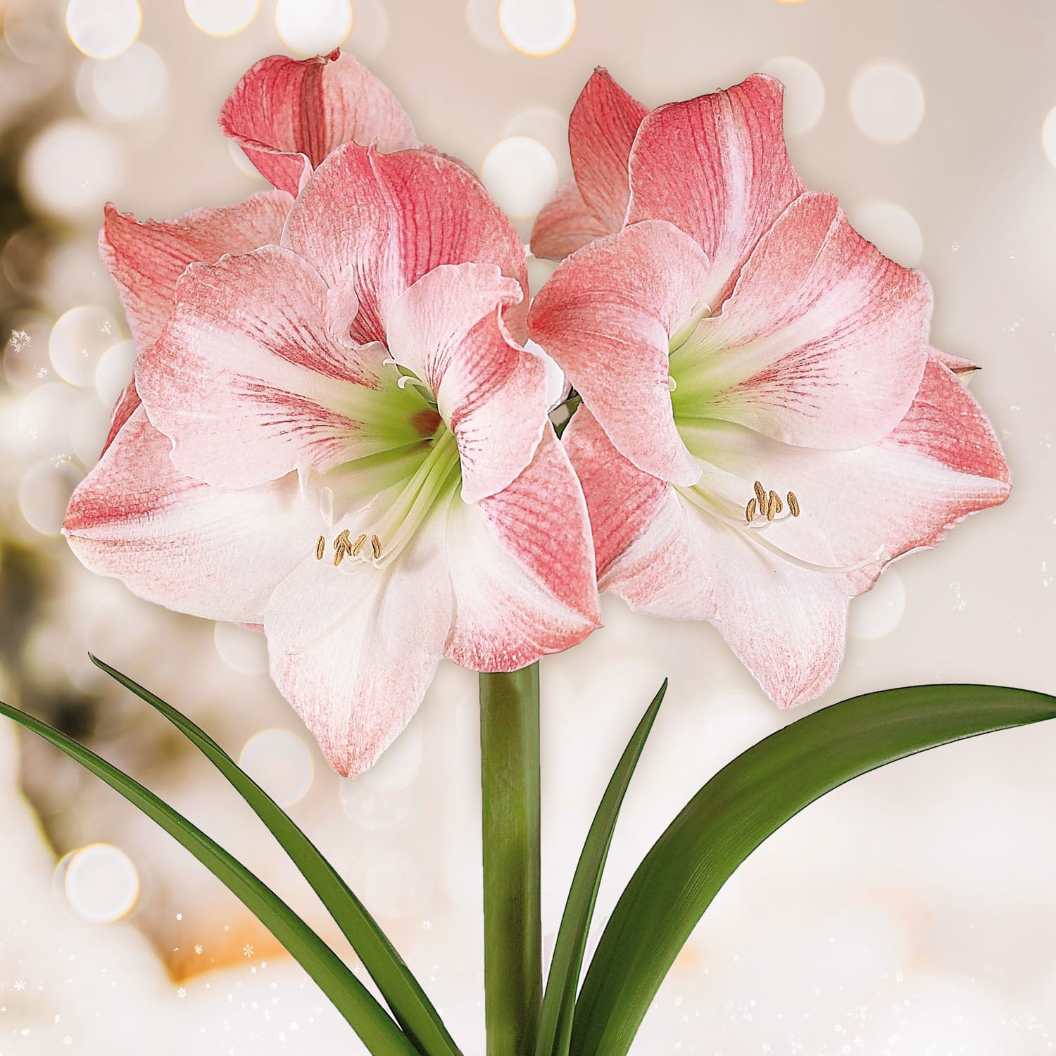 Garden State Bulb Apple Blossom Amaryllis Flower Bulb, 28/30cm (Bag of 3)