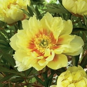 Garden State Bulb Bartzella Itoh Peony, Live Bare Root, Spring Planting (Bag of 1)