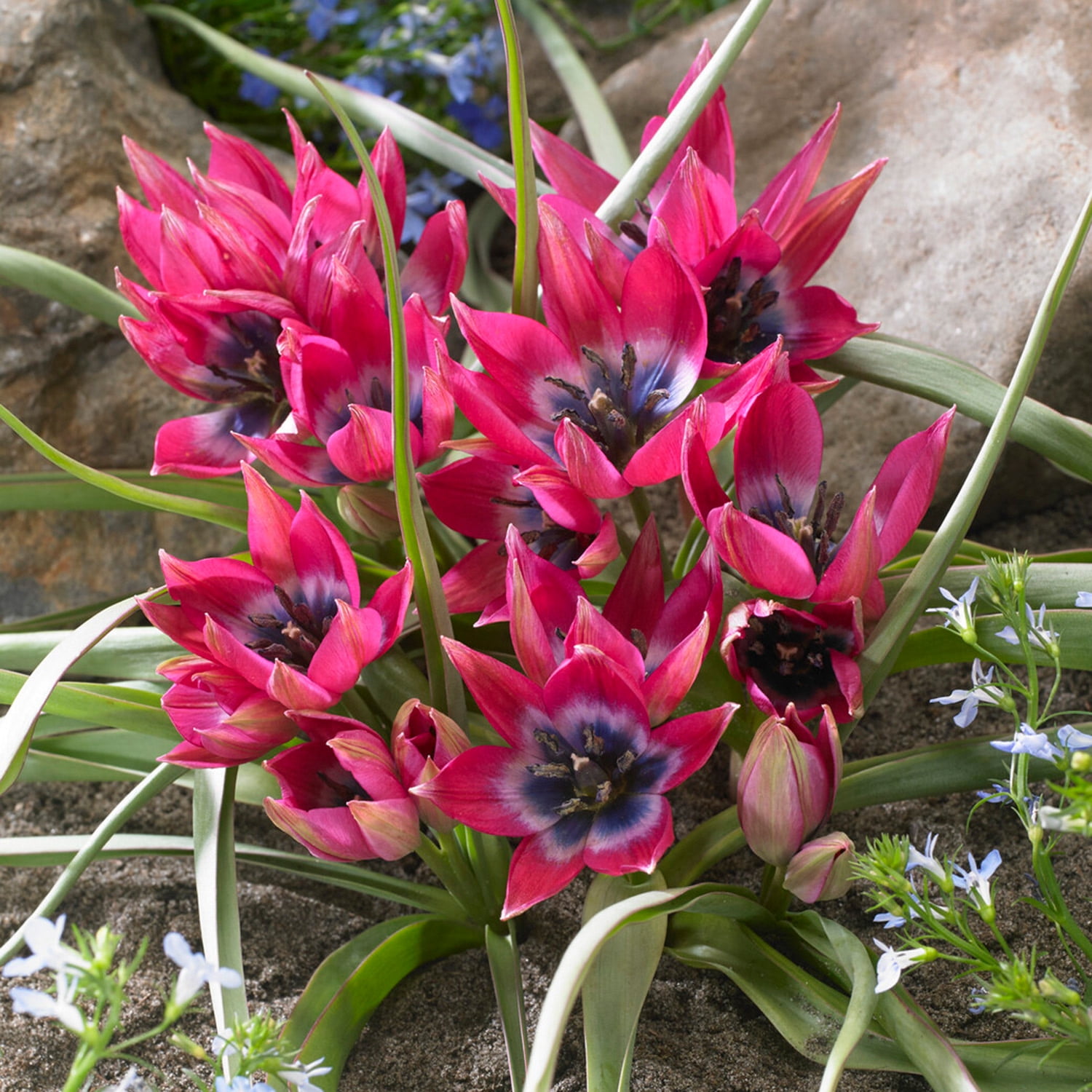 Garden State Bulb Batalinii Little Beauty Tulip Flower Bulbs, 6/+cm (Bag of 250)