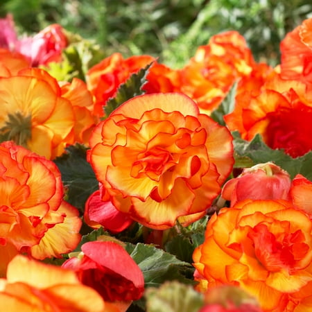 Garden State Bulb Begonia Picotee Sunburst Flower Bulbs, Bare Roots, Spring Planting (Bag of 20)