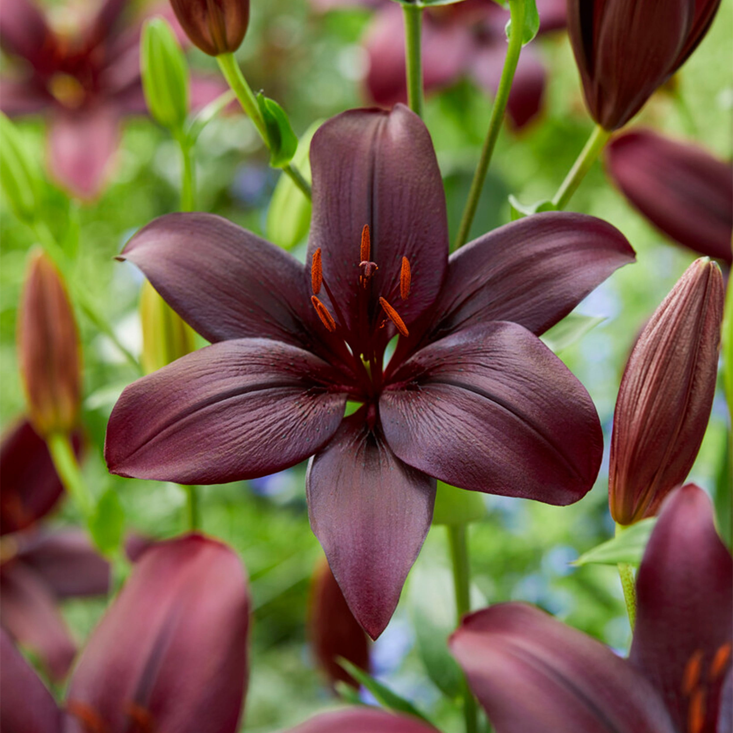 garden-state-bulb-black-charm-asiatic-lily-flower-bulbs-spring