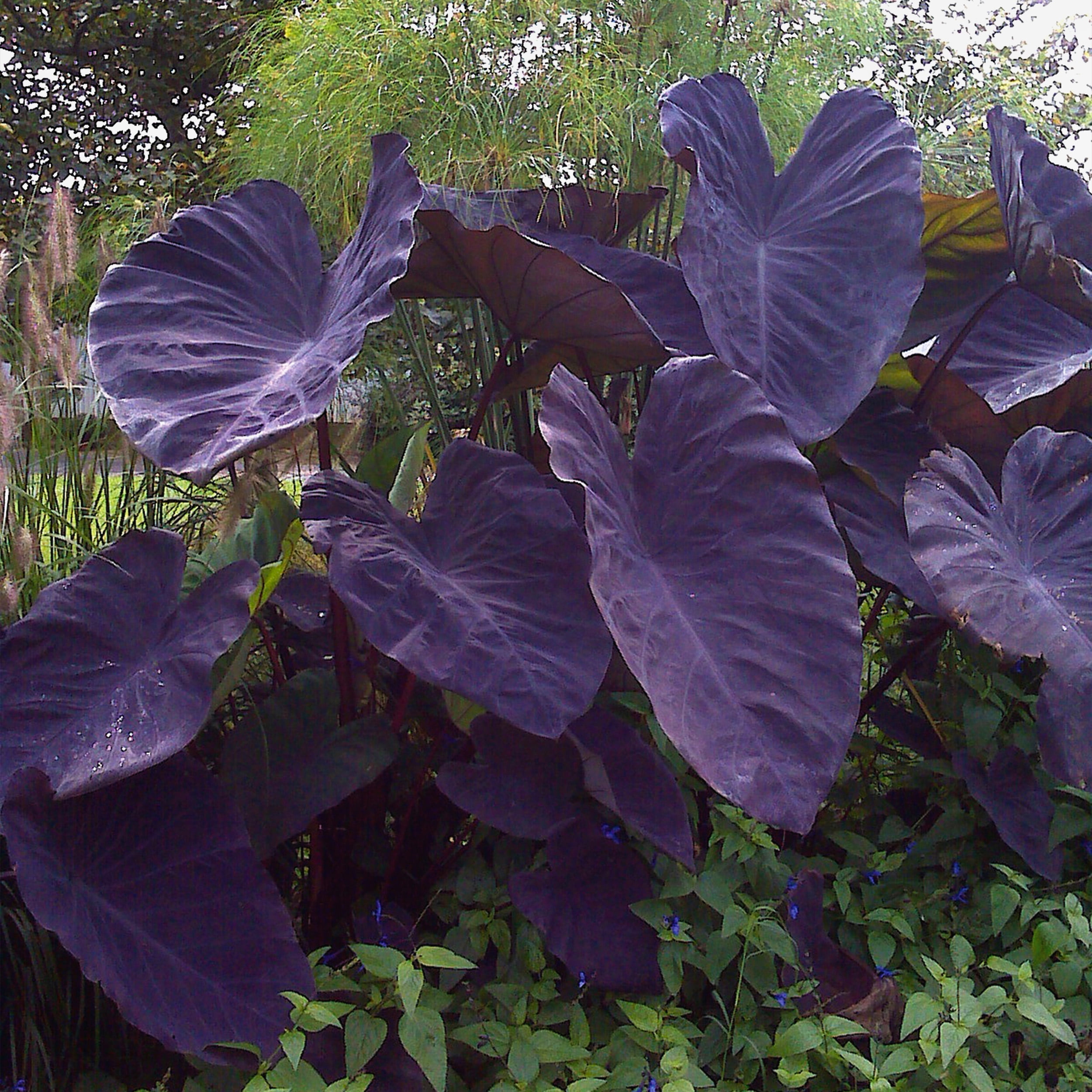 Black Magic Elephant Ear Bulbs with Purplish-Black Heart-Shaped Leaves