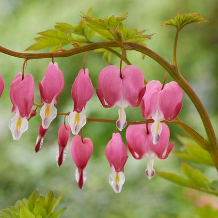 Garden State Bulb Bleeding Heart Dicentra Spectabilis, Bare Roots, Spring Planting (Bag of 6)