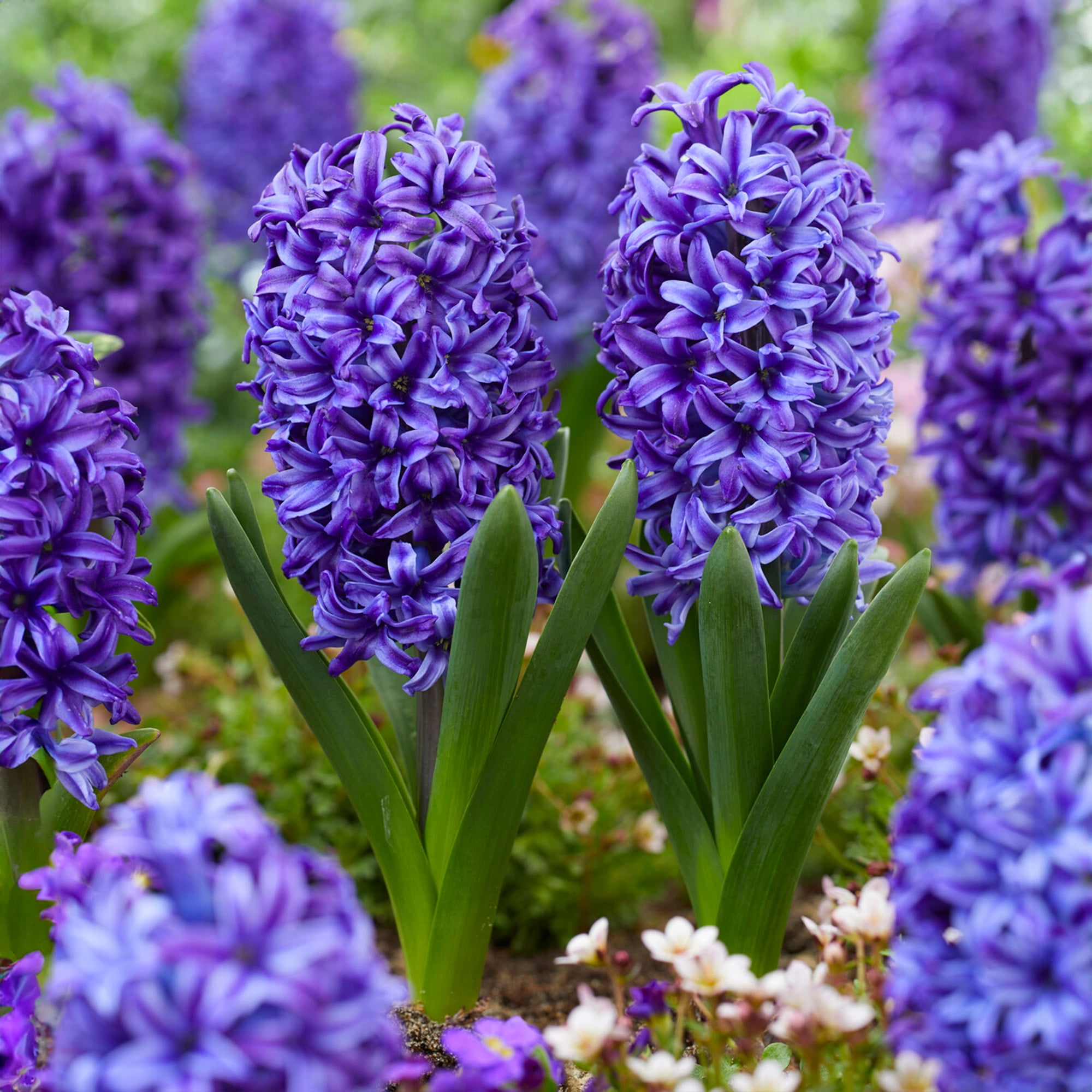 Garden State Bulb Blue Jacket Hyacinth Flower Bulbs, 15/16cm, Fragrant (Bag of 50)