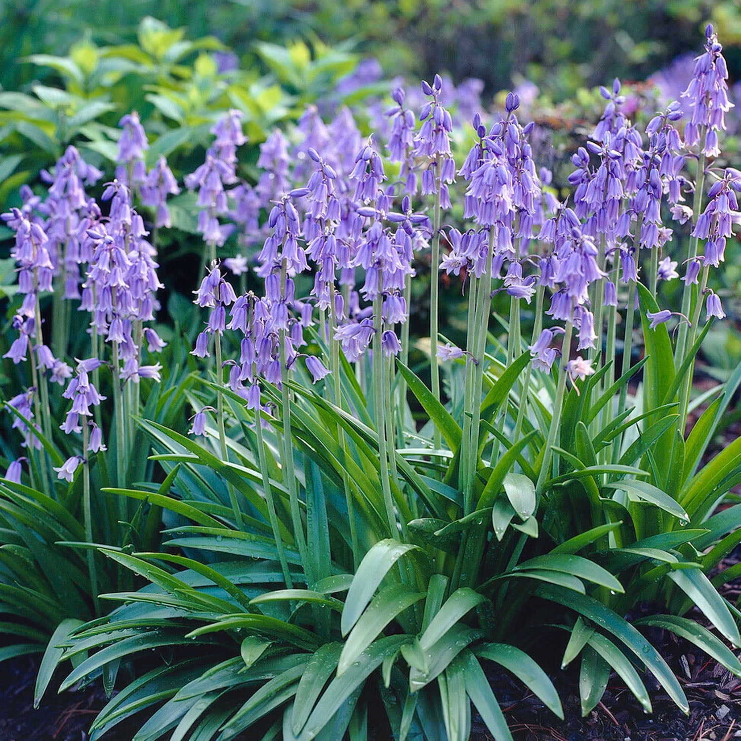 Garden State Bulb Blue Wood Hyacinth Flower Bulbs, 8/10cm, Fragrant (Bag of 50)