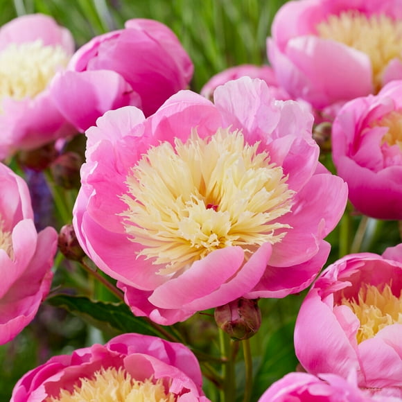 Bulbs Direct Peonies Peony Bulbs in Plant Bulbs - Walmart.com