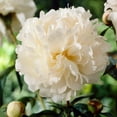 thumbnail image 1 of Garden State Bulb Bowl of Cream Peony Flower Bulbs, Bare Root (Bag of 2), 1 of 9