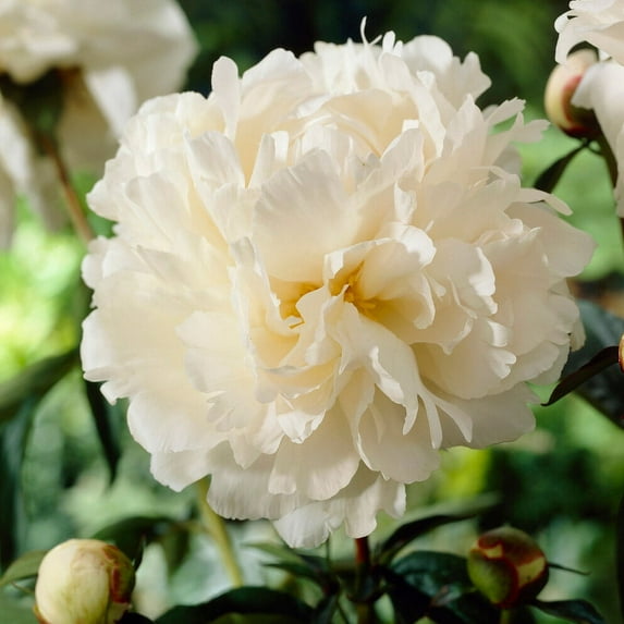 Garden State Bulb Bowl of Cream Peony Flower Bulbs, Bare Root (Bag of 2)