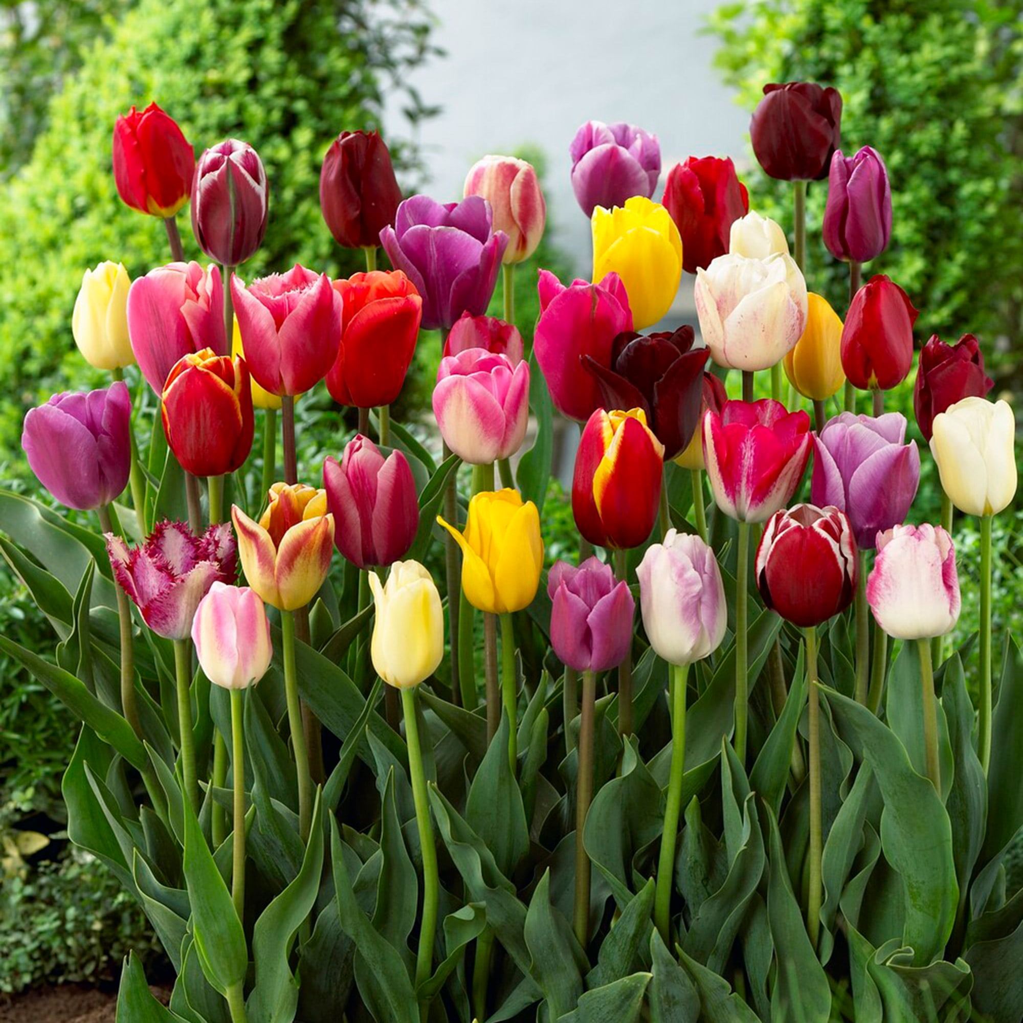 Garden State Bulb Breeders Mix Multi-color Tulip Flower Bulbs, 12