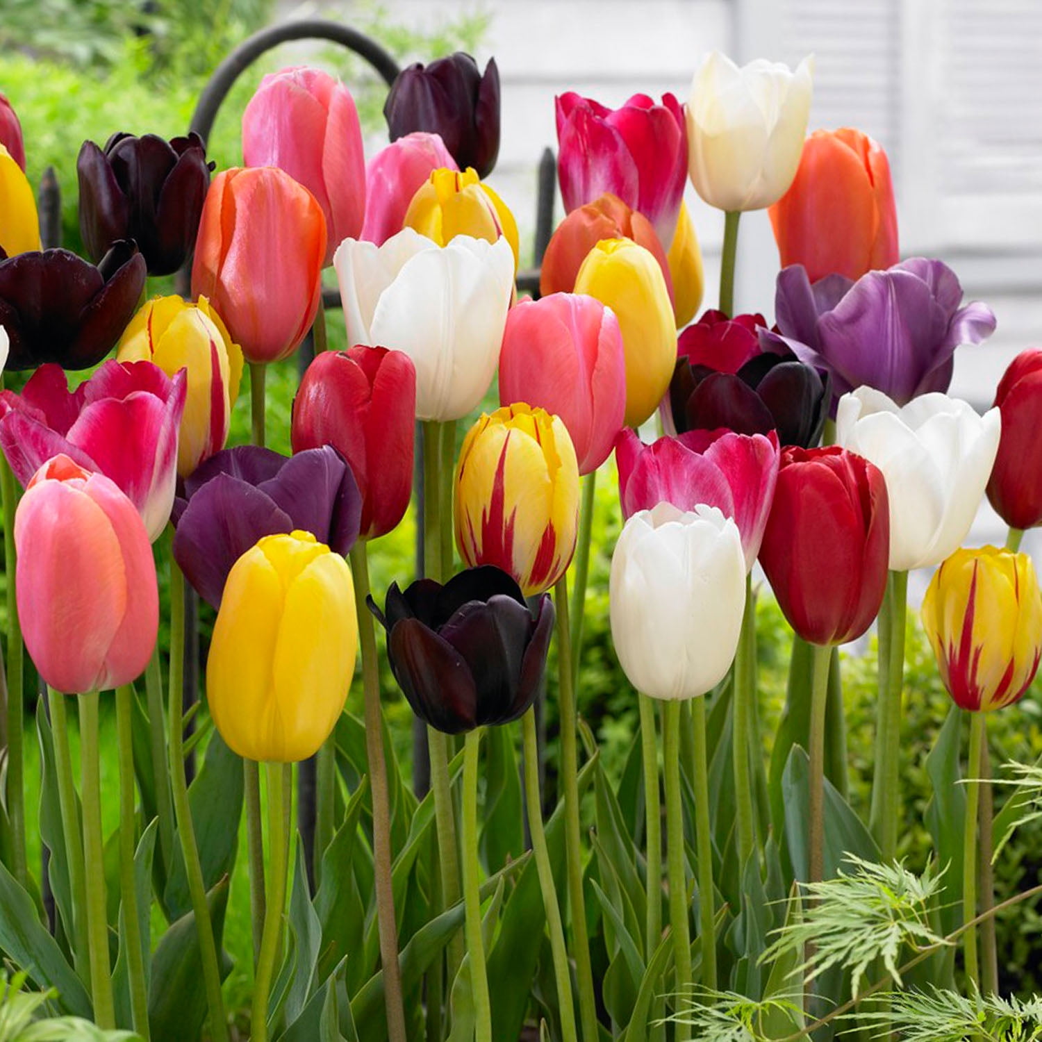 Garden State Bulb Bright Sunshine Mix Single Late Tulip Flower Bulbs, 12/+ cm (Bag of 25)