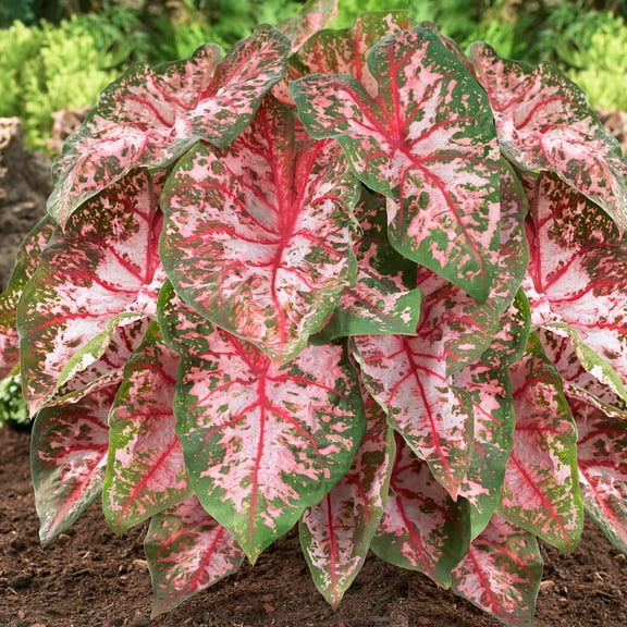 Garden State Bulb Carolyn Whorton Pink Caladium Bulbs, Bare Roots, Spring Planting (Bag of 10)