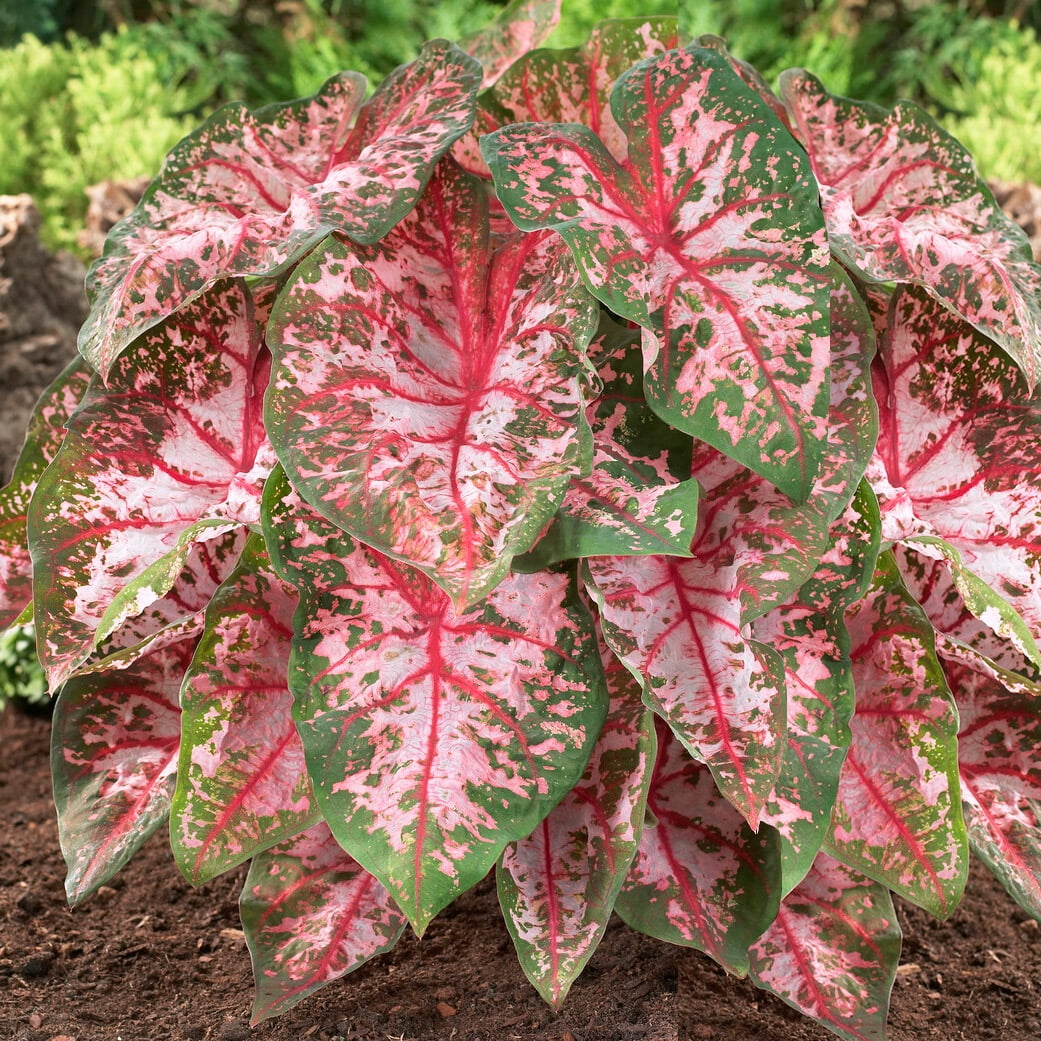 Garden State Bulb Carolyn Whorton Pink Caladium Bulbs, Bare Roots, Spring Planting (Bag of 40)