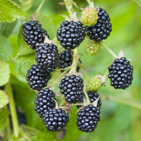 Garden State Bulb Chester Blackberry Bare Root for Planting, Non-GMO (Bag of 1)