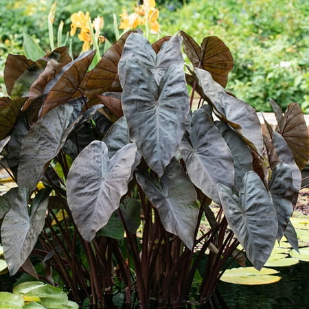 Garden State Bulb Colocasia Black Coral Elephant Ear Bulbs, 7/9 inches, Spring Planting (Bag of 1)
