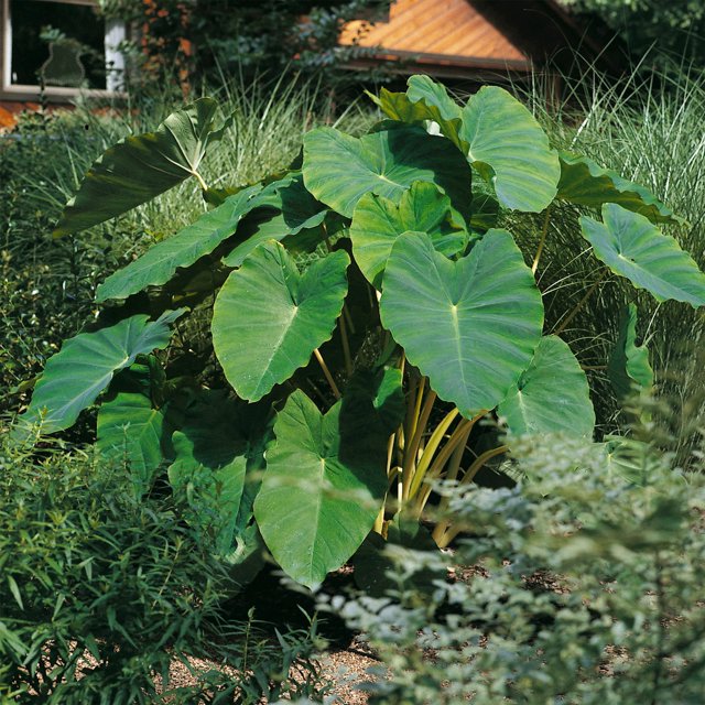 Garden State Bulb Colocasia Esculenta Elephant Ear Bulbs, 7/9 inches