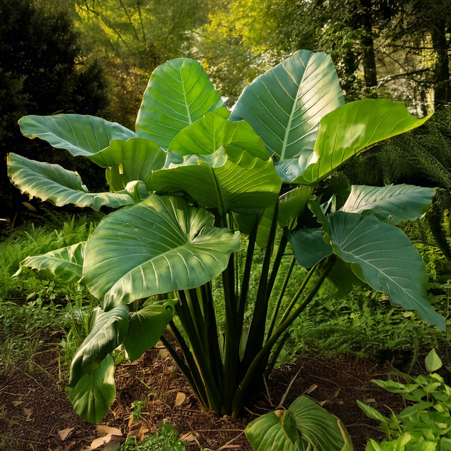 Colocasia Upright Black Elephant Ear Bulbs with Green Foliage, 7-9 inches