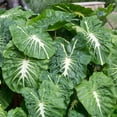 thumbnail image 1 of Garden State Bulb Colocasia White Lava Elephant Ear Bulbs, 9/11 inches, Spring Planting (Bag of 5), 1 of 8