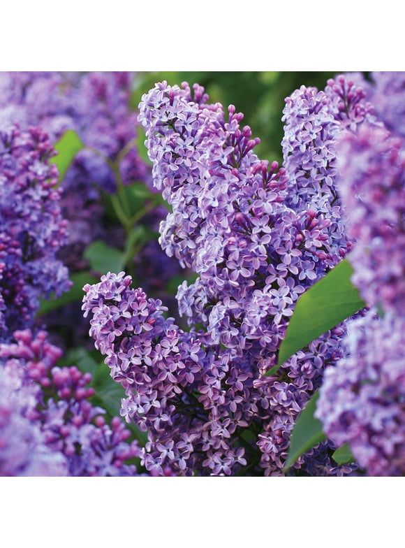 Hardiness Zone 3 in US Hardiness Zones