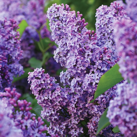 Garden State Bulb Common Purple Lilac Shrub, Live Bare Root, Spring Planting (Bag of 1)