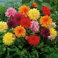 thumbnail image 1 of Garden State Bulb Dahlia Decorative Mixed 3CT, 1 of 1
