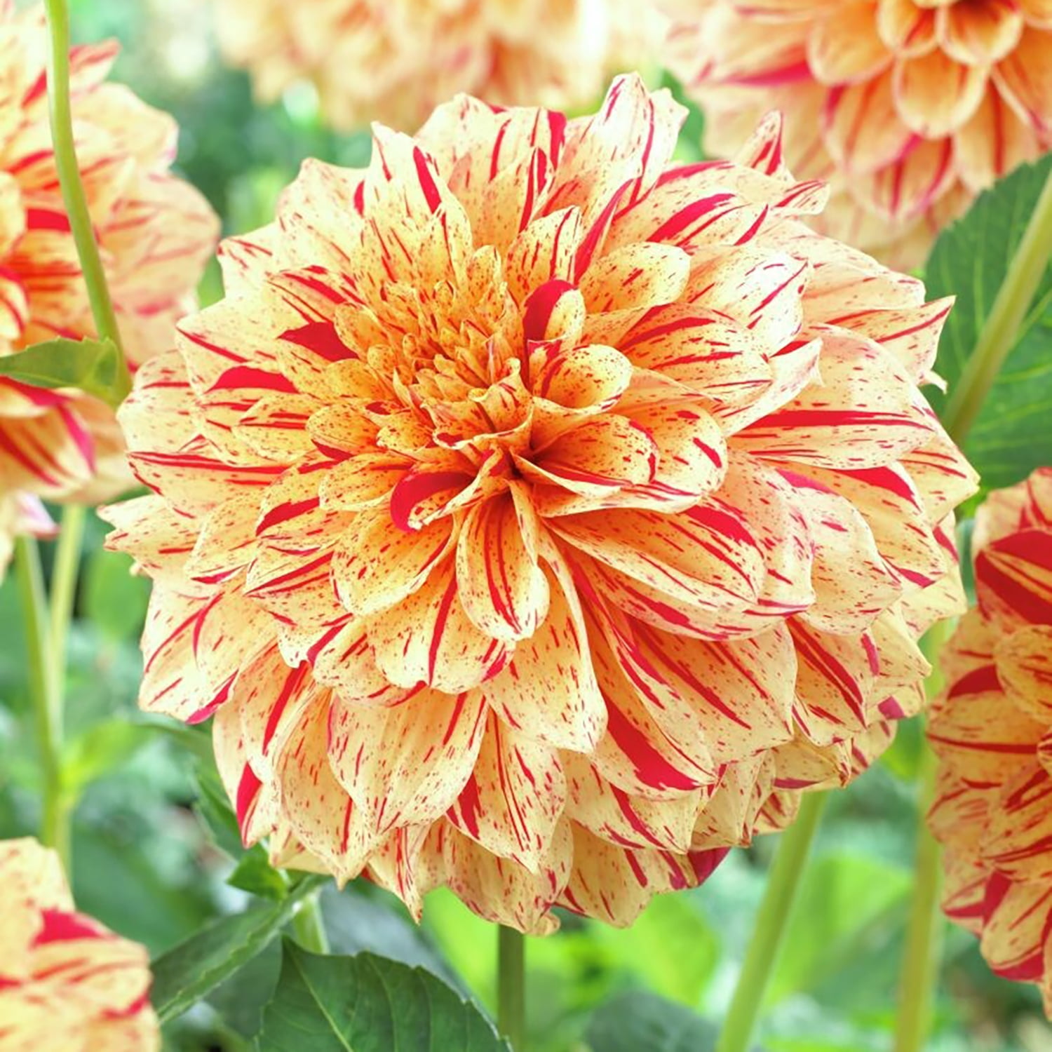 Garden State Bulb Dahlia Painted Madam 2CT
