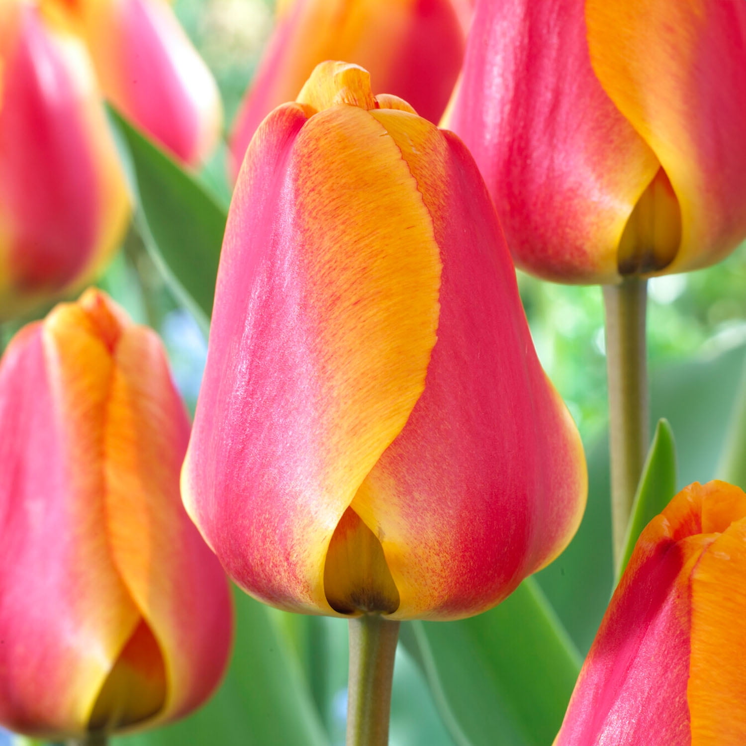 Garden State Bulb Darwin Hybrid Apeldoorn's Elite Tulip Flower Bulbs, 12/+ cm (Bag of 100)