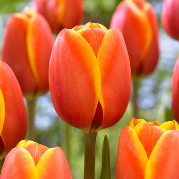 Garden State Bulb Darwin Hybrid Dafeng Tulip Flower Bulbs, 12/+ cm (Bag of 50)